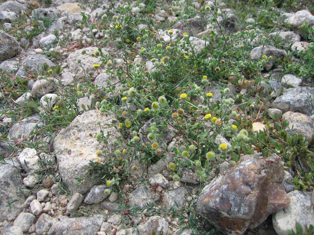 Pulicaria vulgaris
